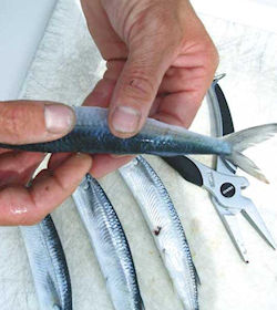 Mate rigging up some ballyhoo for the day's charter. Mate rigging up some ballyhoo for the day's charter.