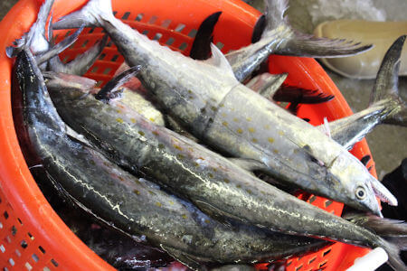 Basket full of Spanish Mackerel caught on an inshore charter.