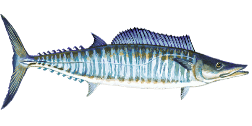 Wahoo