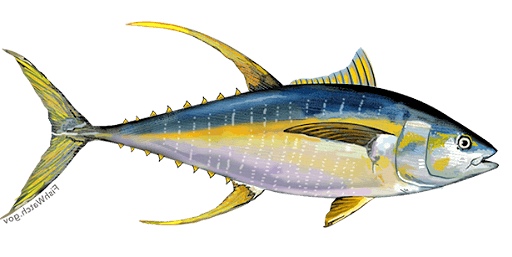 Yellowfin Tuna