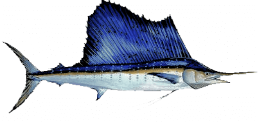 Sailfish