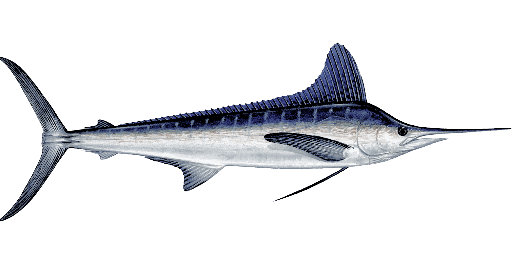 White Marlin
