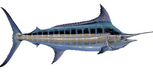 Blue Marlin